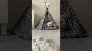 CUTE CATS FIGHT 😍