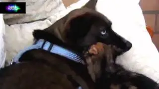 ПРИКОЛЫ С ЖИВОТНЫМИ