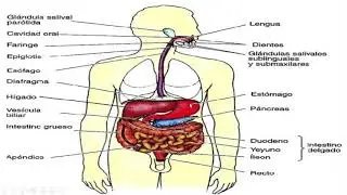 digestion desde la boca al ano. |  proceso digestivo | aprendiendo rapido y facil | 🤪
