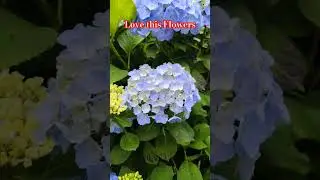Hortencia Flowers #shorts