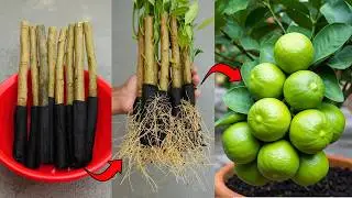 🌿Grow Lemon Tree Faster with These Pro Tips! Best Ideas for Propagate Lemon Tree!