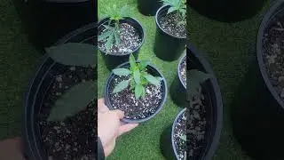 Making weed plants look like vegetable plants? ..wtf???