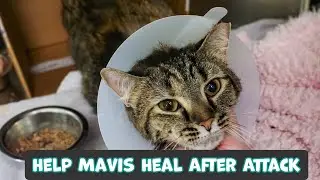 Stray Cat Barely Survives Dog Attack and Needs Your Help to Heal