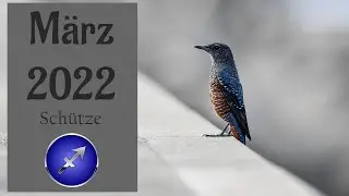 Schütze | eine wichtige Entscheidung | März 2022