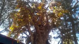 Giant Walking Tree at Sherwood Forest Faire
