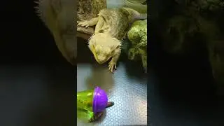 Lizard snacking ASMR 