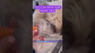 HOW TO REMOVE KNOTS FROM A DOGS COAT 