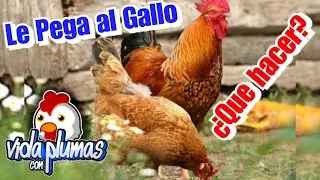 Why the Hen Hits the Rooster? What to Do?