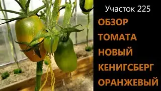Томат Новый Кенигсберг оранжевый. Обзор сорта. Выращивание томата в Сибири.