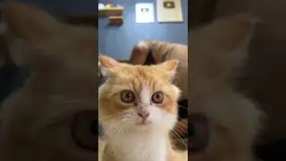 Kucing sebelum 7 hari versi anak lanang semua 😹 