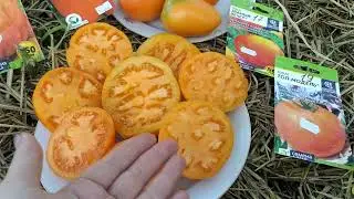 обзор ,,Солнышек ,,😀 томаты-🍅 ,,званный вечер,, ,,южный загар,,топ модель,, и самородок.