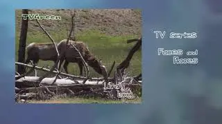 FaunaView: Yellowstone - Faces & Places