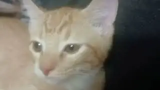 Shortest Video on Youtube