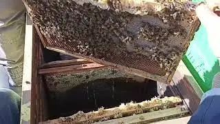 Пчеловоды забирают зимовалые отводки