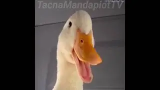 CUANDO QUIERES DEJAR LA PAJA