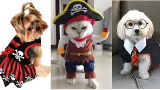 Funny cute animals cats and dogs | 04