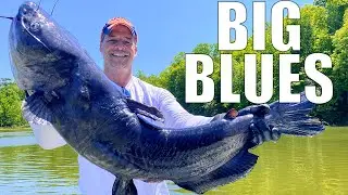 Catching BIG BLUE CATFISH on a TROTLINE! WHAT A DAY!!