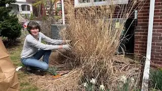 How to trim and divide ornamental Zebra grass in the spring
