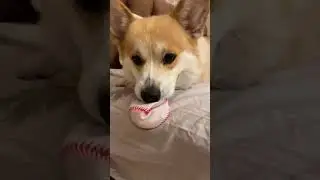 Корги Максяш играет с новой игрушкой