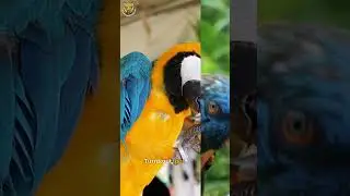 Parrots' Incredible Eating Habits Revealed | The Animal Explorer #shorts