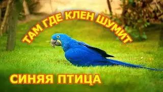 Песни под гитару/Синяя птица - Там где клён шумит