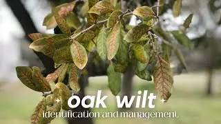 Oak Wilt 101 - Identification and Management