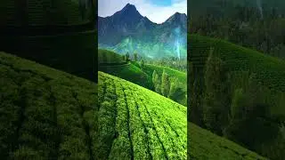 Munnar #amazing #travel #trending #viral #shorts #awesome #top #mountains #nature #hilarious