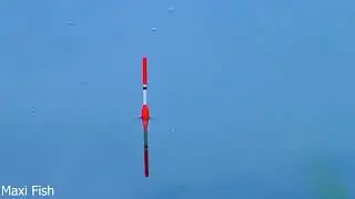 КАРП на ПОПЛАВОК ! ПРОСТО КАЙФ!