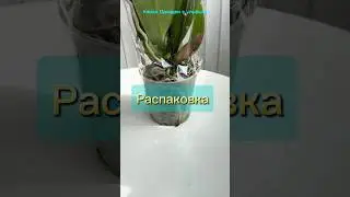 Распаковка 3 орхидей с привоза к 1 сентября #орхидеицветут #orchidcare #пересадкаорхидеи #орхидеи