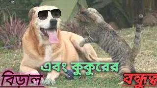 fanny dog and cat video 2023