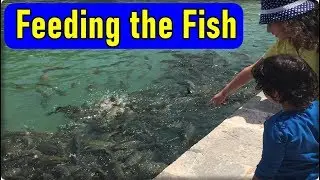 Feeding the Fish