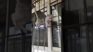ooo Hooo Kya bat biili ki #shorts #tiktok #biili #cat #catlover #BIILI