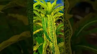 #LeafyGreens #PlantCare #GardeningTips #BotanicalBeauty #VibrantFoliage #Natures #GardenInspiration