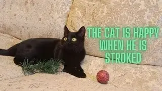 The cat is happy with petting