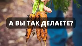 Почему гниет морковь и как это связано с временем уборки