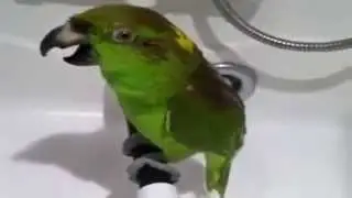 Прикольный попугай поёт в душе