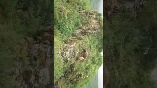 Медведи убивают чужих медвежат. Природа 🤷‍♂️ #медведь #bear #bears