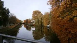 Berlin, Platane