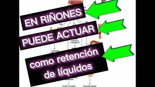 sistema endocrinólogo