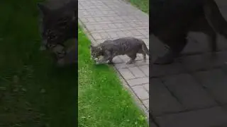 Кошка Маруся поймала птицу #кошка #кошечка #маруся #птица #птичка #поймал #поймалотпусти #киса