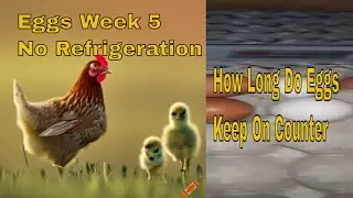 🥚⏳ Shelf Life of Fresh Eggs: Can They Last on The Counter? Week 5 (Part 2 of 3) #2024📅
