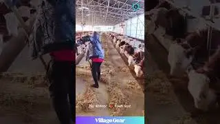 This Cow Feeding Operation is Udderly SATISFYING! 🐮🌾 MOOve Over! 