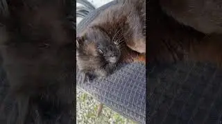 Василий - хозяин земель, гроза местных котов. Его боялись даже собаки