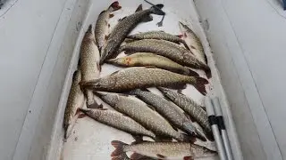 Нарова зимний джиг ловля щуки