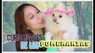 CURIOSIDADES DE LOS POMERANIAS 🐾