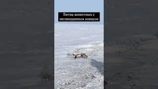 💥Неожиданный исход - Схватка Сурок vs Хорек, крутая концовка.