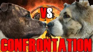 Pitbull vs Alabai | Alabai vs Pitbull | Central Asian Shepherd vs Pitbull | Billa Boyka |