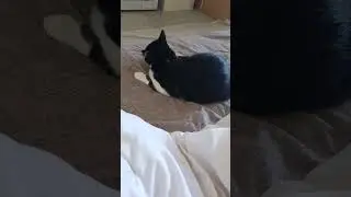 Кот ловит хвост #котики #кот #животные #shorts