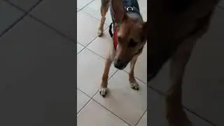 Lyla - the most beutiful Dog