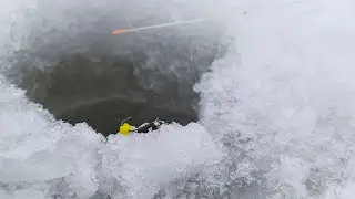 ГЛУБИНА 30см на микро речке, РЫБА ЗАГИБАЕТ кивок.  Рыбака на безмотылку в 2023